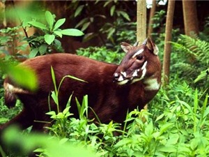 Phát hiện di truyền học đột phá về loài Sao la